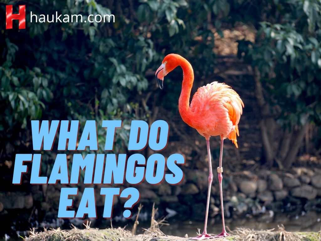 What-Do-Flamingos-Eat
