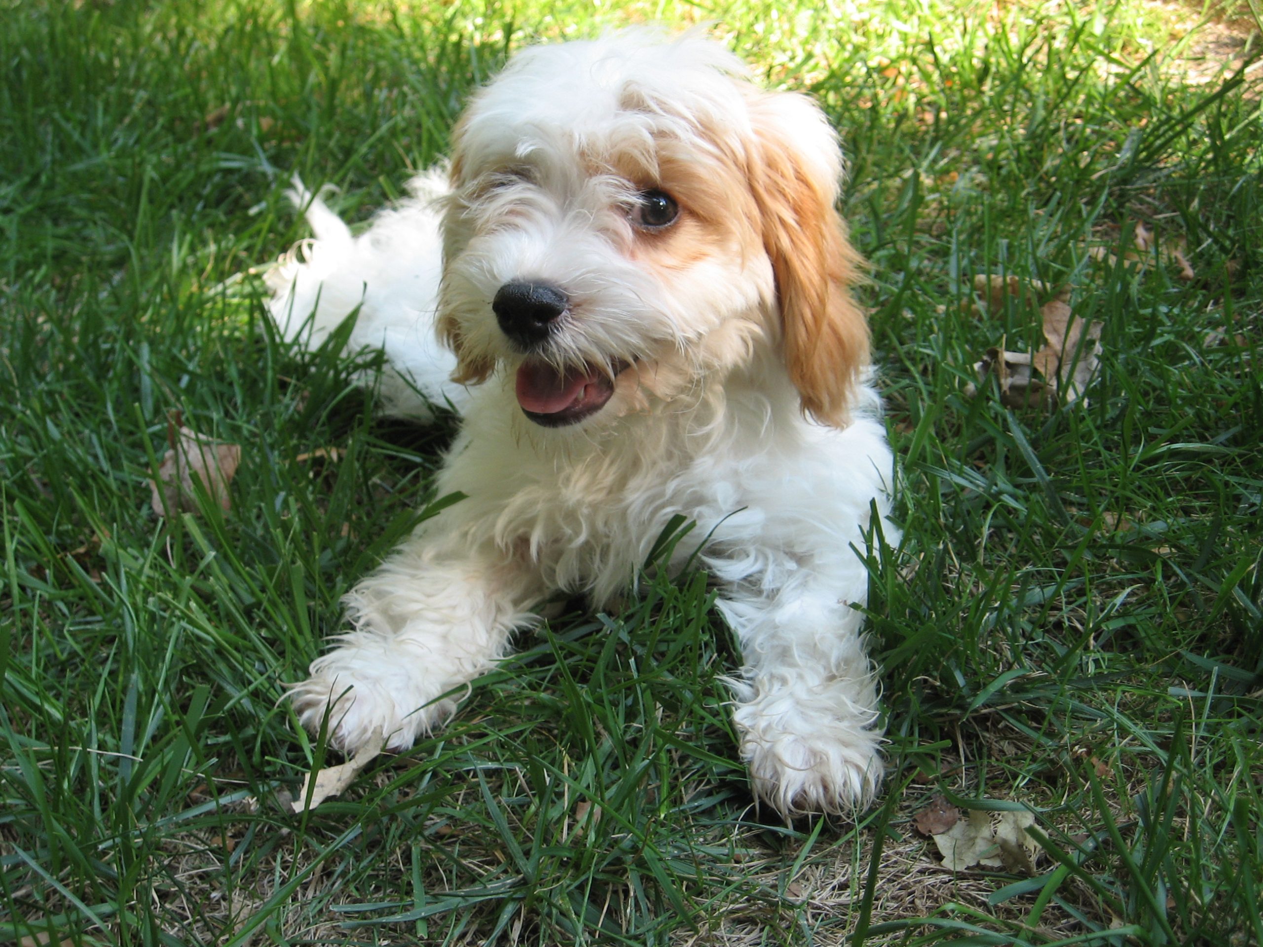 What Is a Cavapoo