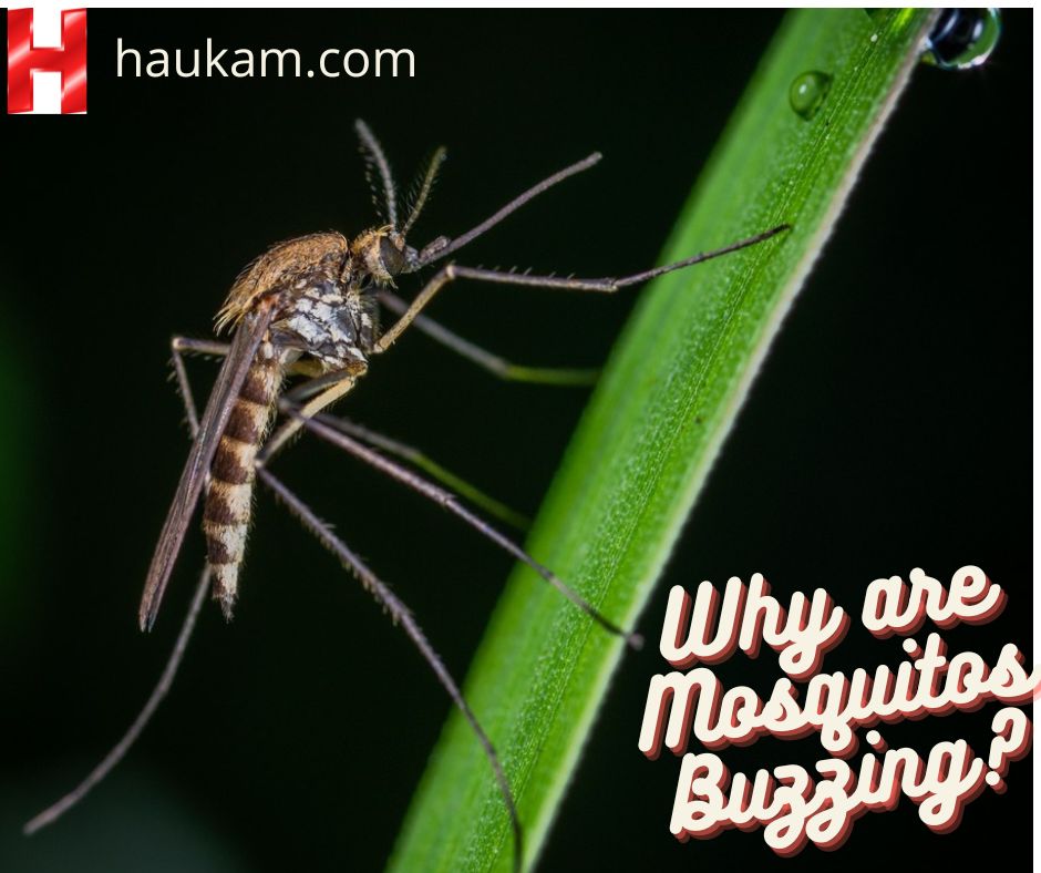 Why-are-Mosquitos-Buzzing