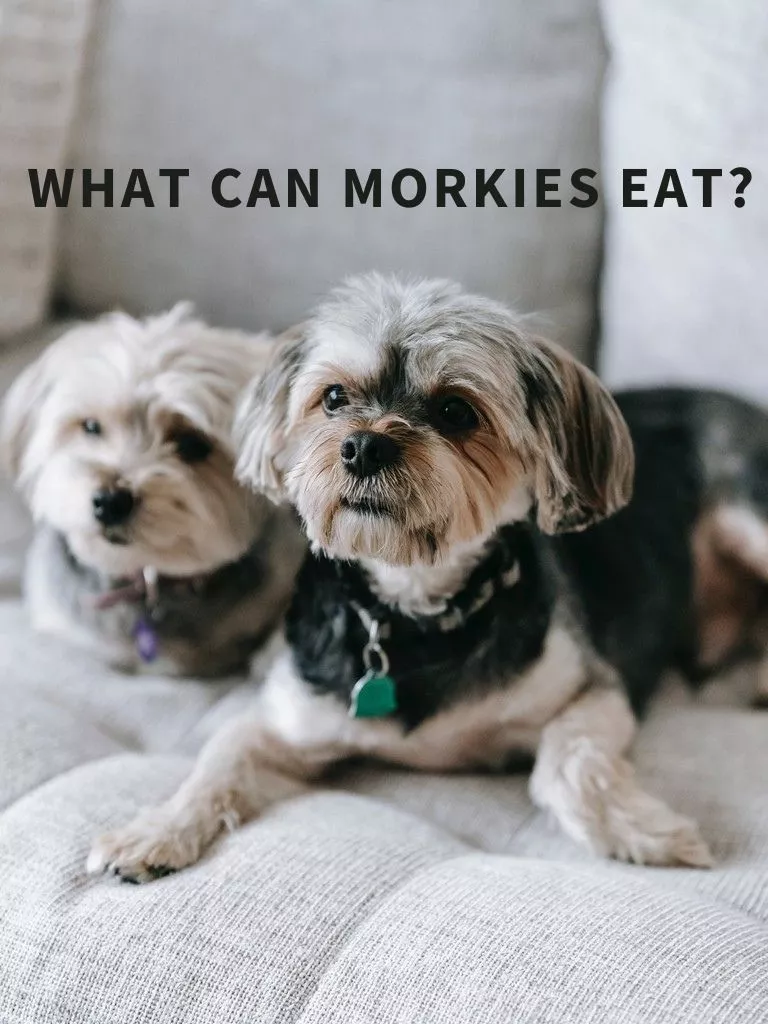 What Can Morkies Eat