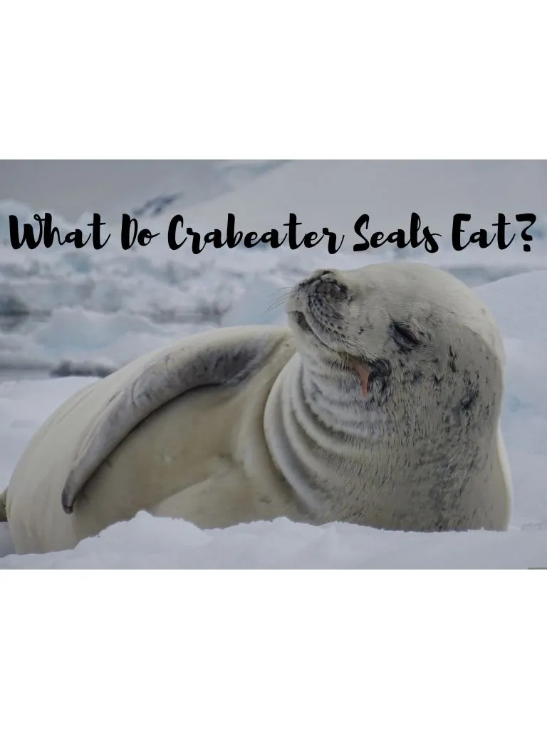What-Do-Crabeater-Seals-Eat