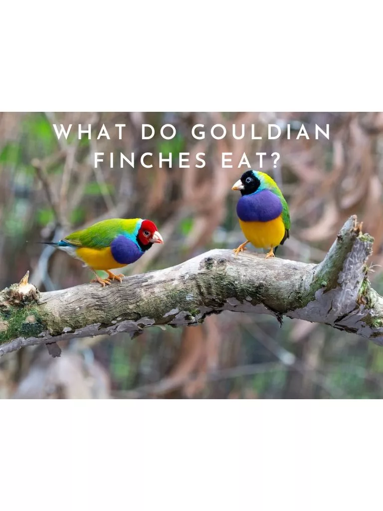 What-do-Gouldian-Finches-Eat