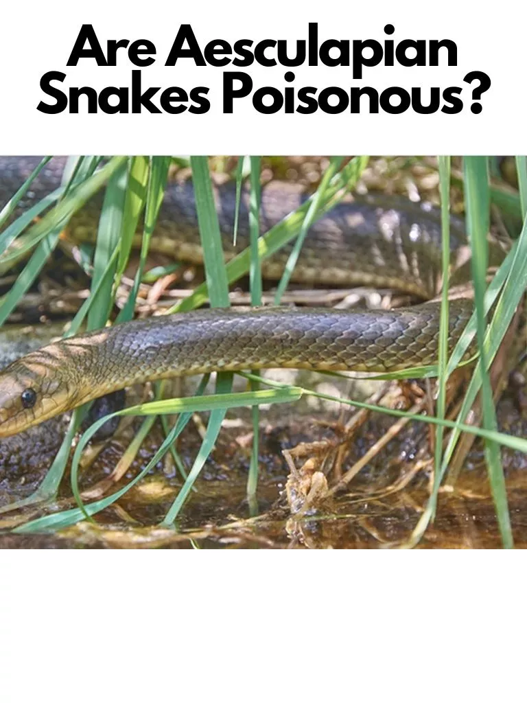 Are Aesculapian Snakes Poisonous