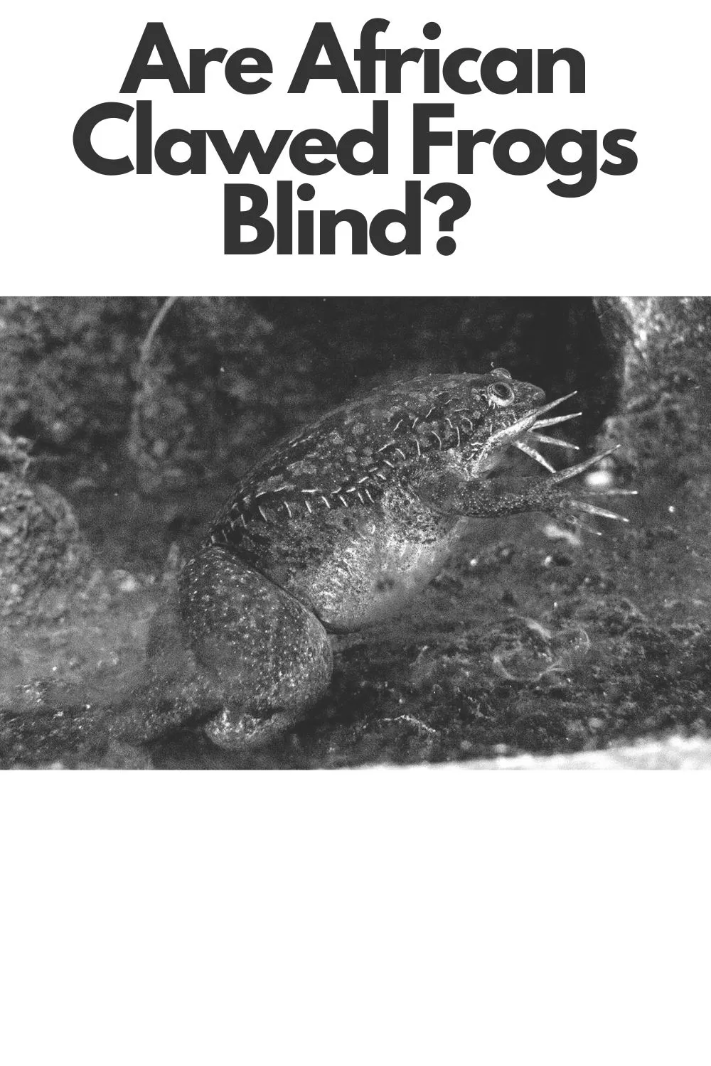 Are African Clawed Frogs Blind