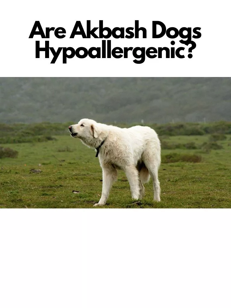 Are Akbash Dogs Hypoallergenic