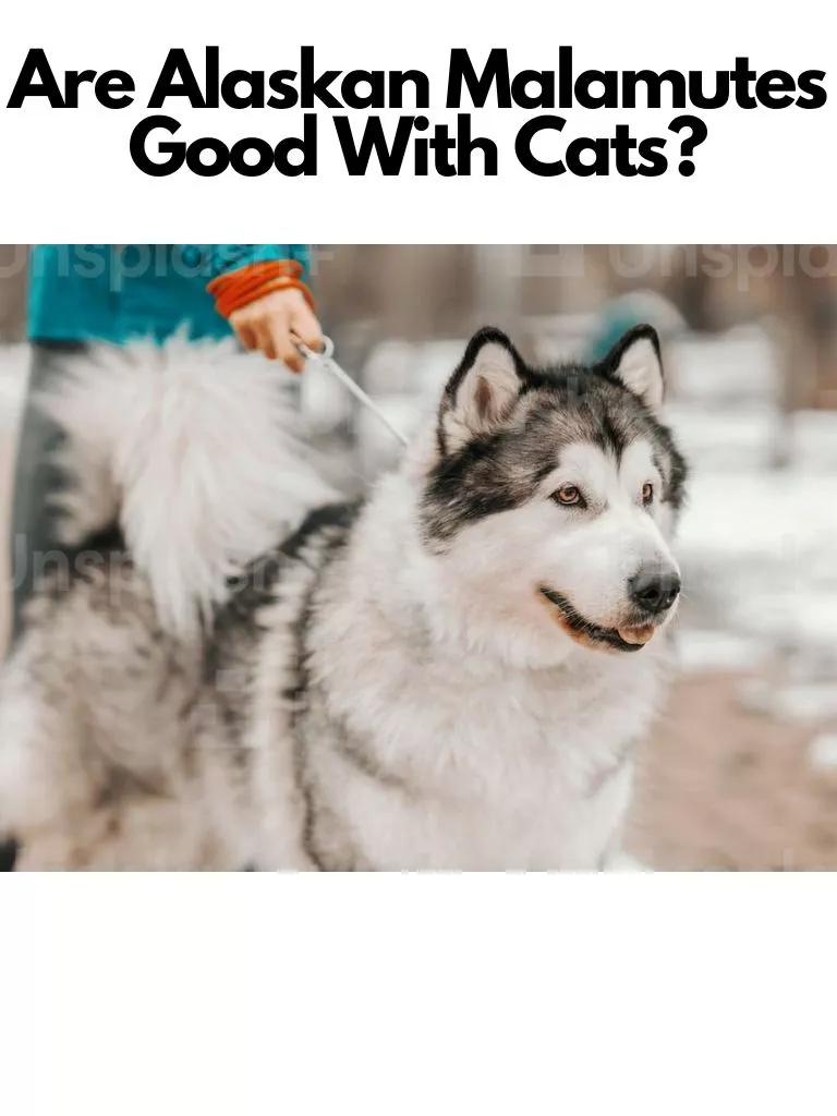 Are Alaskan Malamutes Good With Cats
