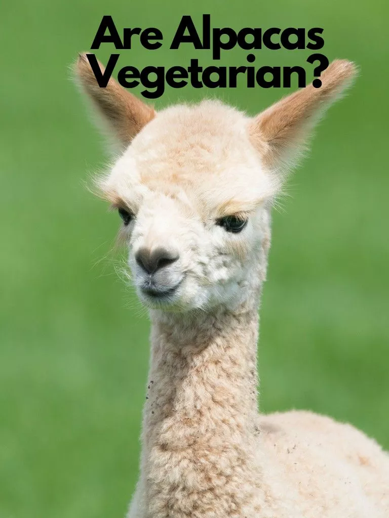 Are Alpacas Vegetarian