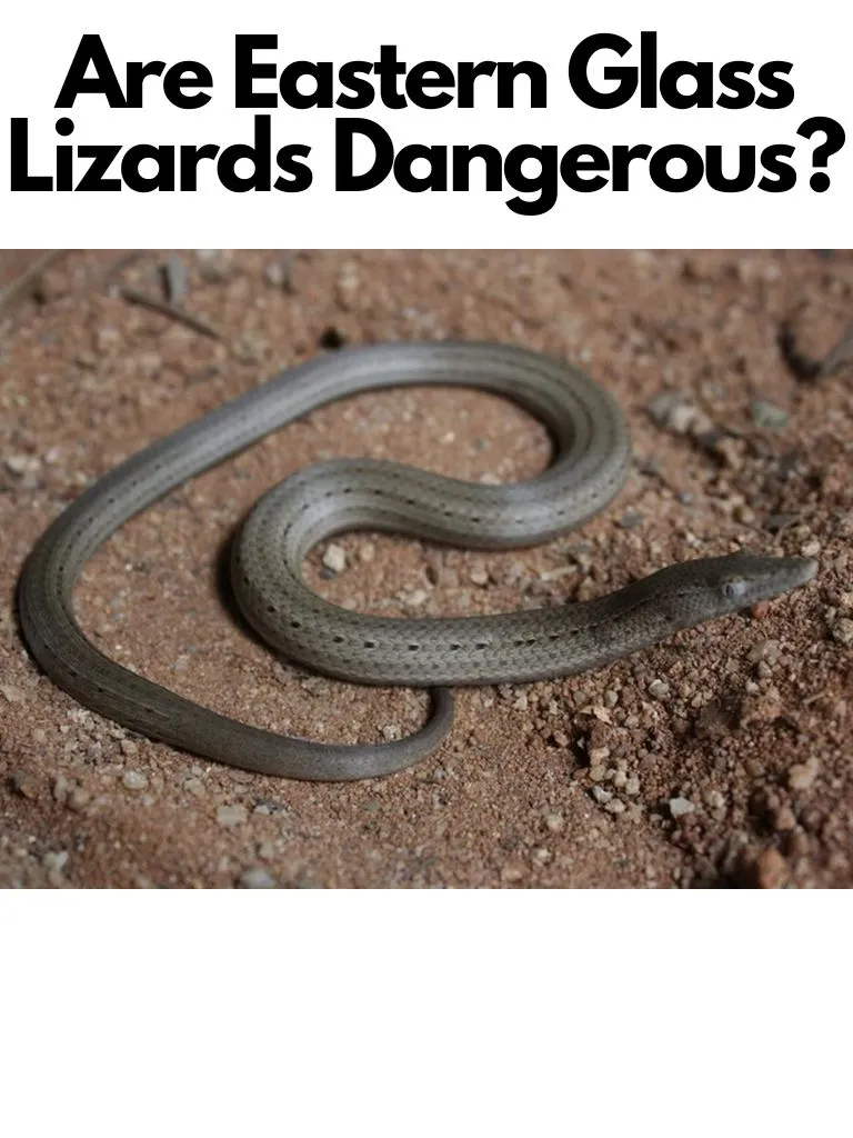 Are Eastern Glass Lizards Dangerous