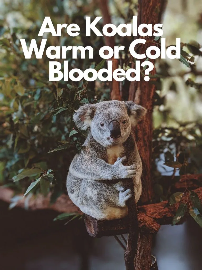Are Koalas Warm or Cold Blooded