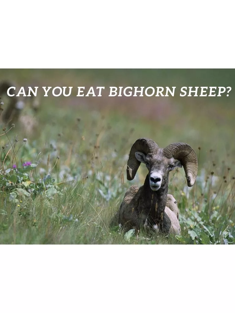 Can-You-Eat-Bighorn-Sheep