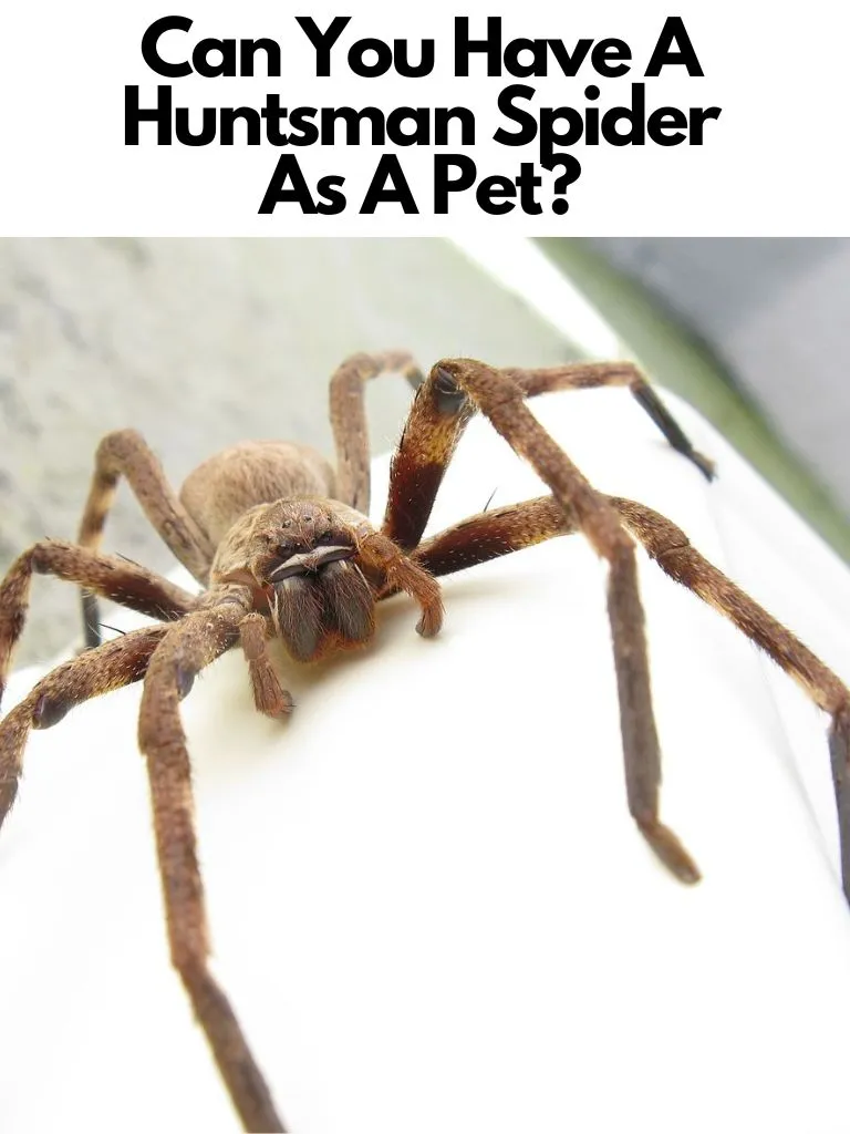 Can You Have A Huntsman Spider As A Pet