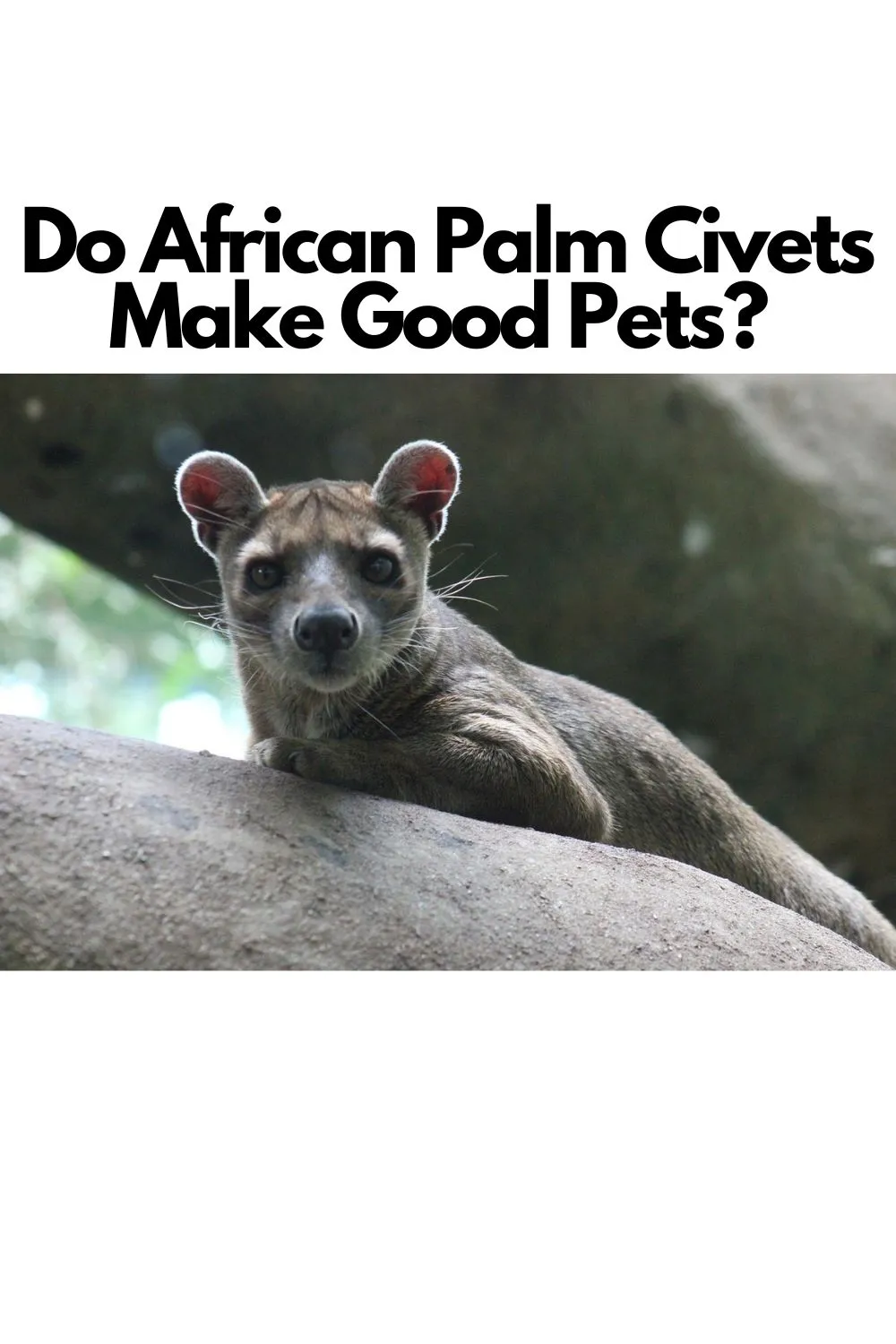 Do African Palm Civets Make Good Pets