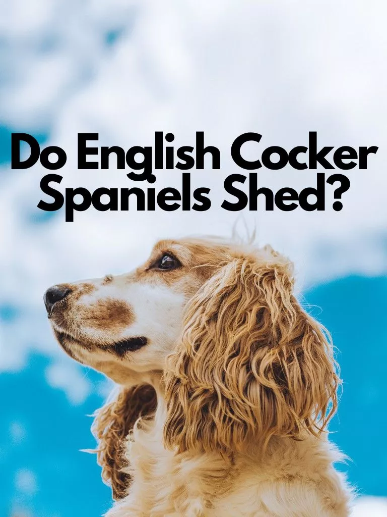 Do English Cocker Spaniels Shed