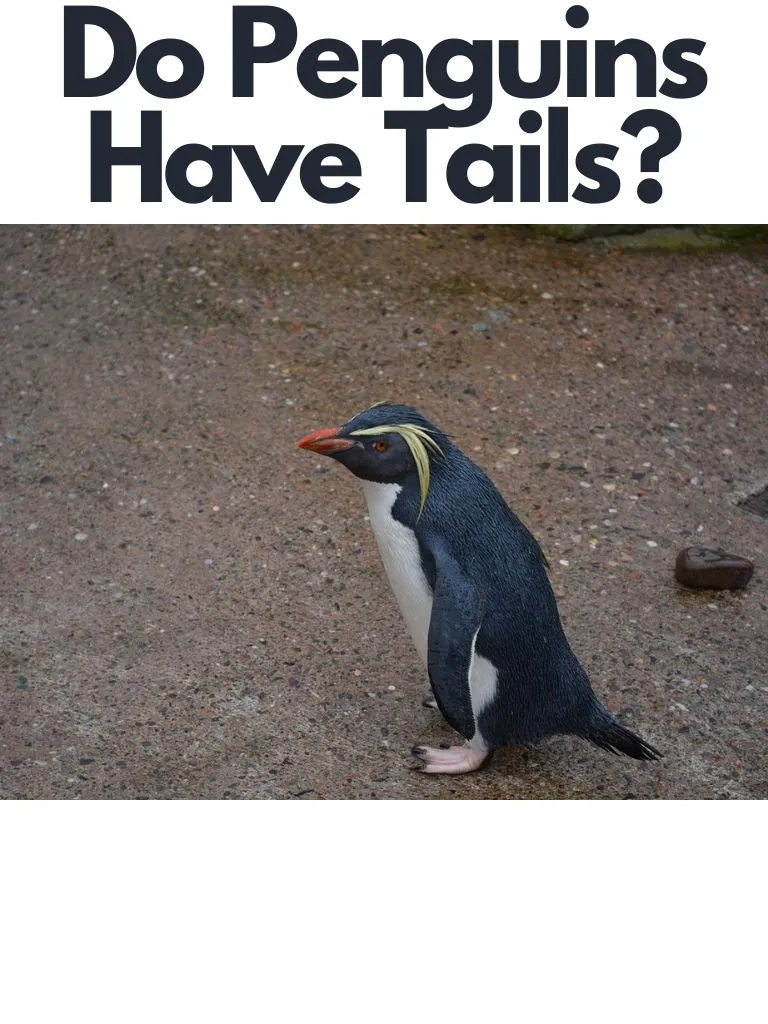 Do Penguins Have Tails