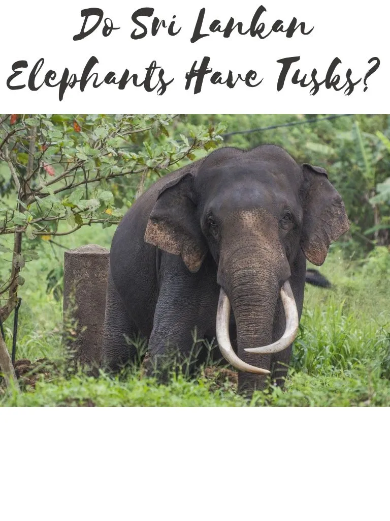 Do-Sri-Lankan-Elephants-Have-Tusks