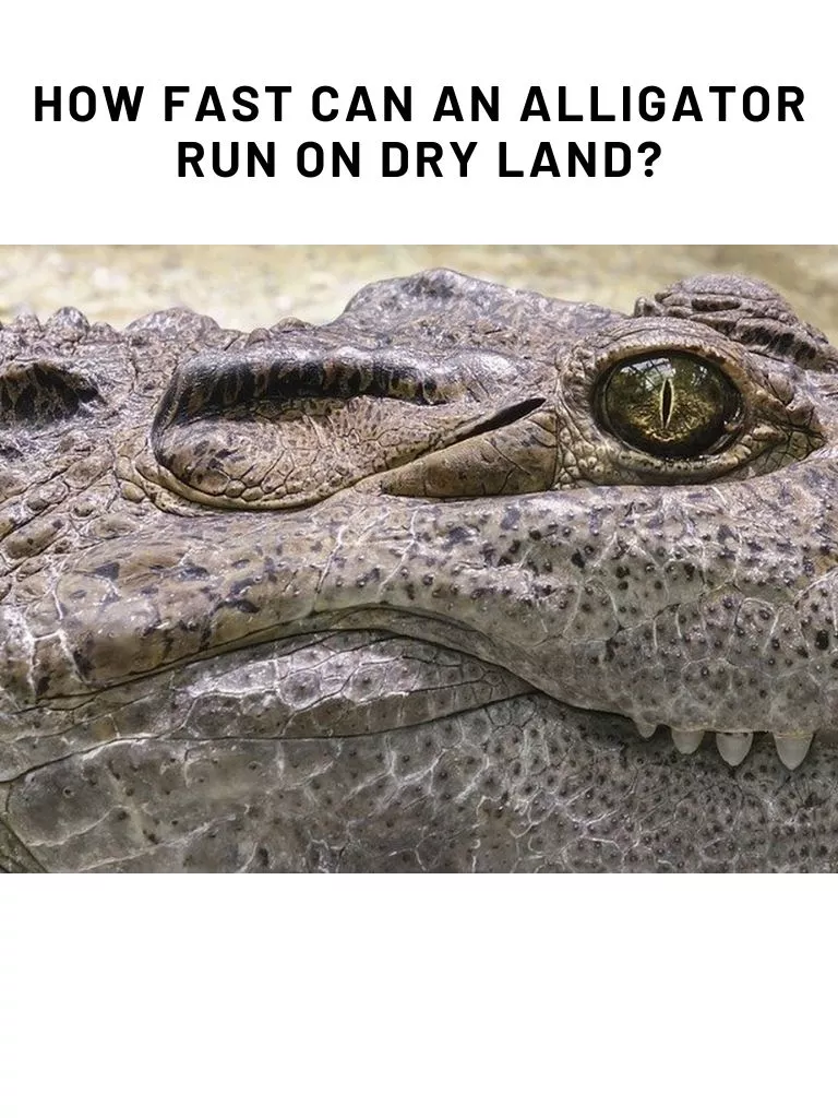 How Fast Can an Alligator Run On Dry Land