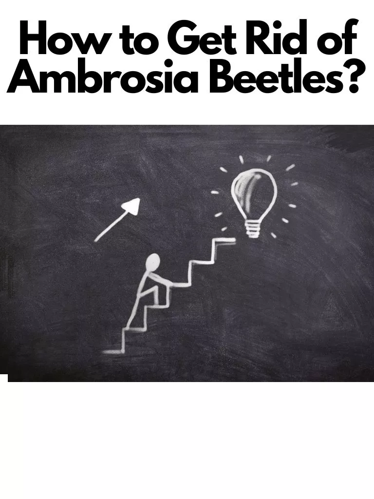 How to Get Rid of Ambrosia Beetles