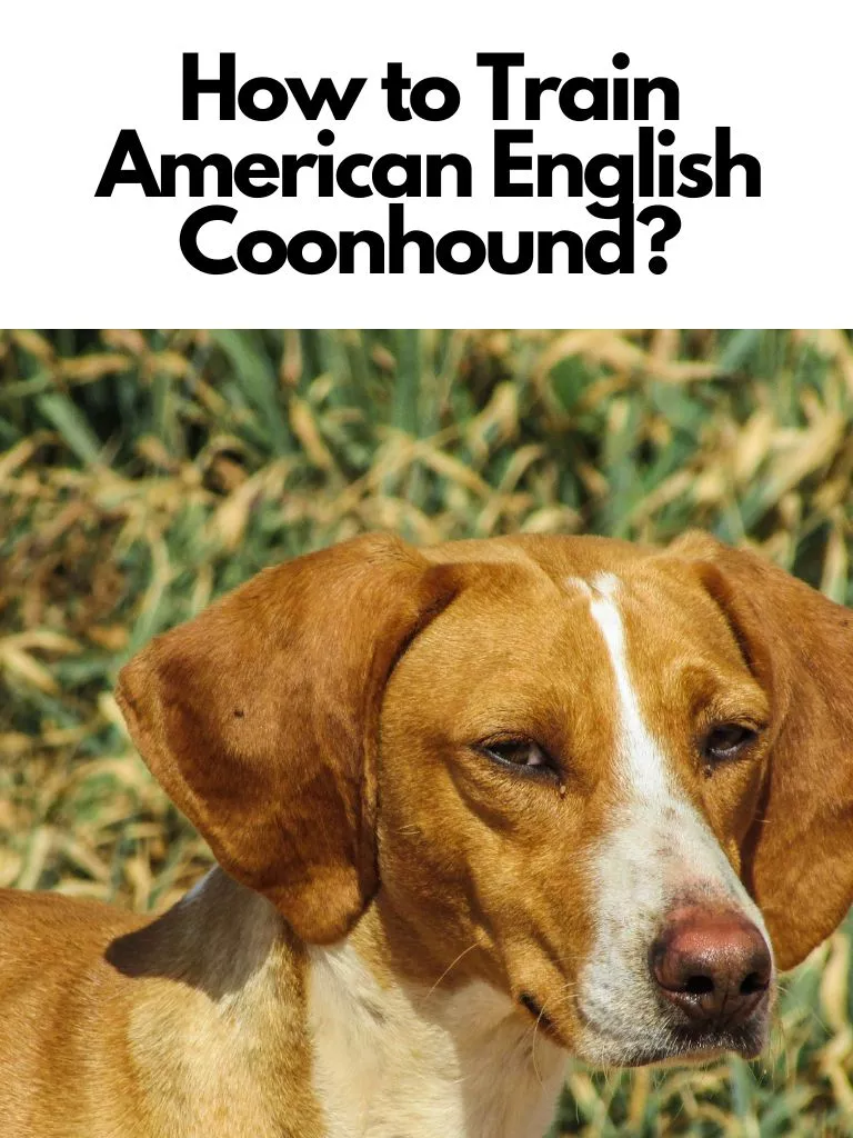 How to Train American English Coonhound