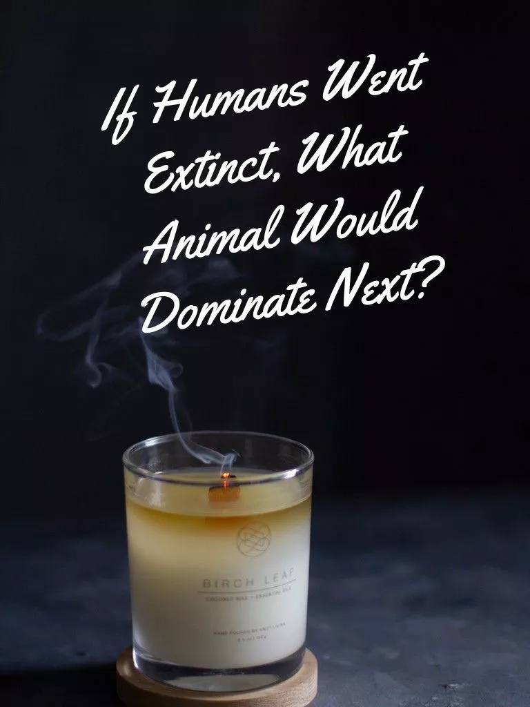 If Humans Went Extinct, What Animal Would Dominate Next