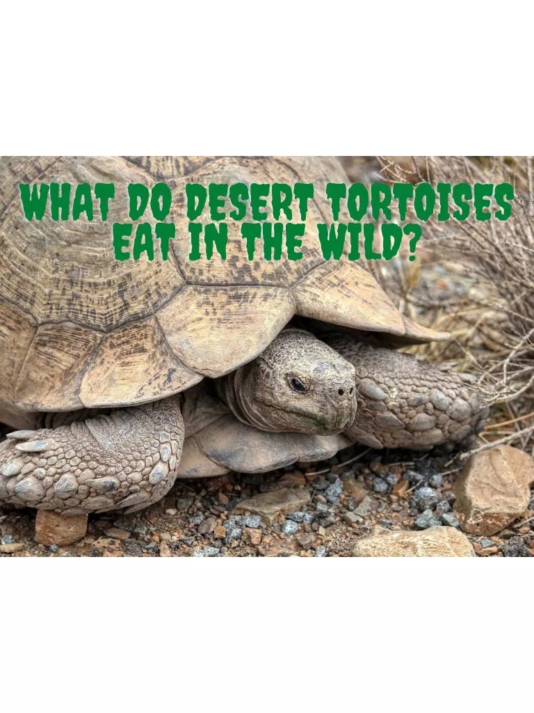 What-Do-Desert-Tortoises-Eat-In-The-Wild