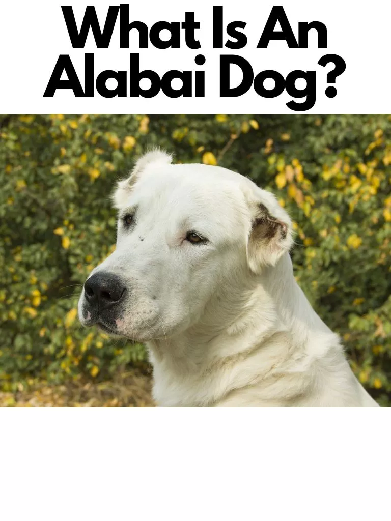 What Is An Alabai Dog