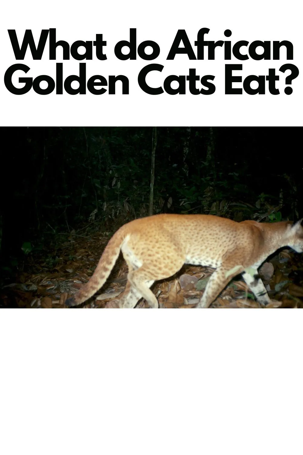 What do African Golden Cats Eat
