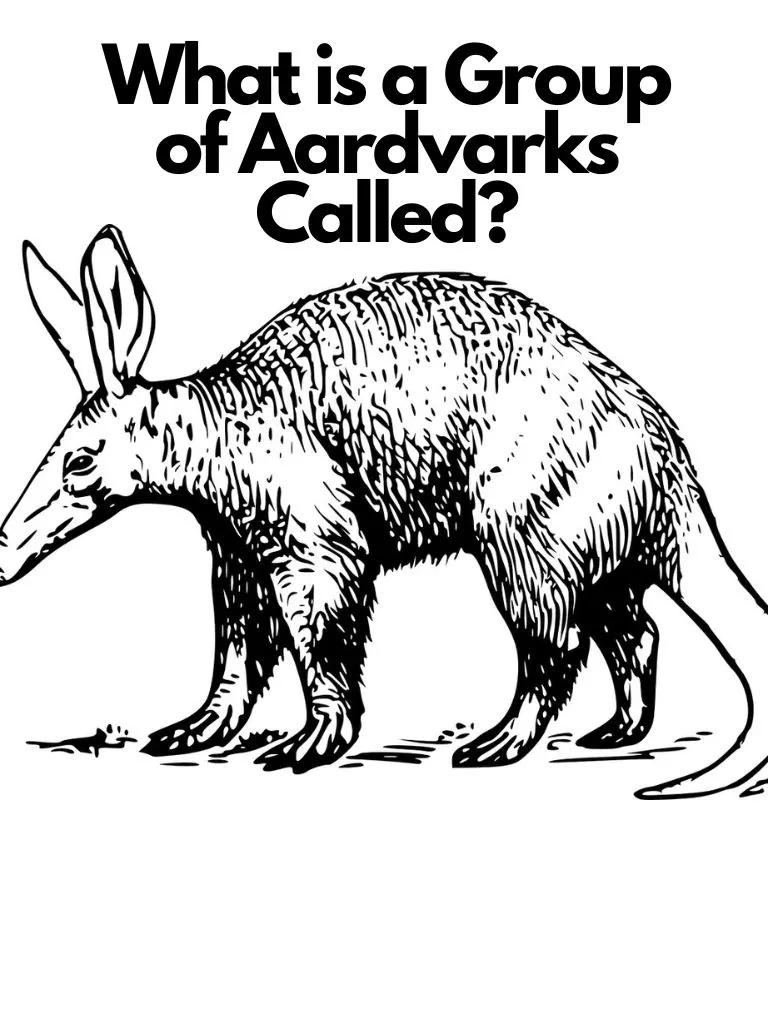 What is a Group of Aardvarks Called