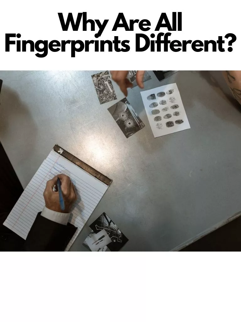 Why Are All Fingerprints Different