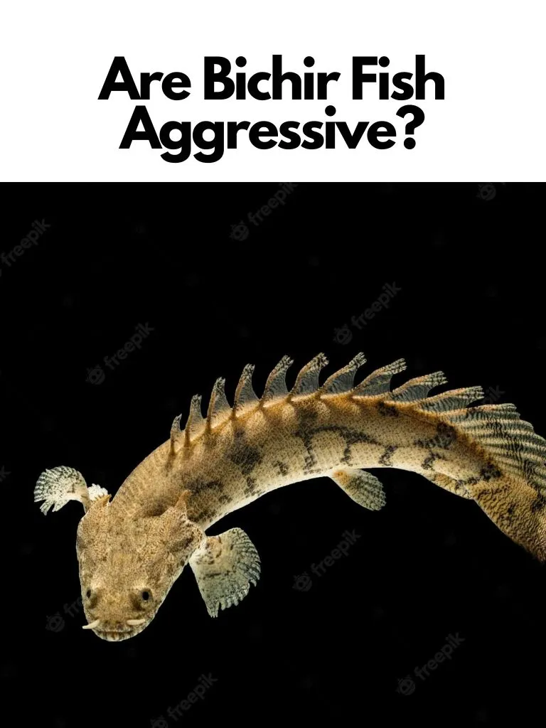 Are Bichir Fish Aggressive