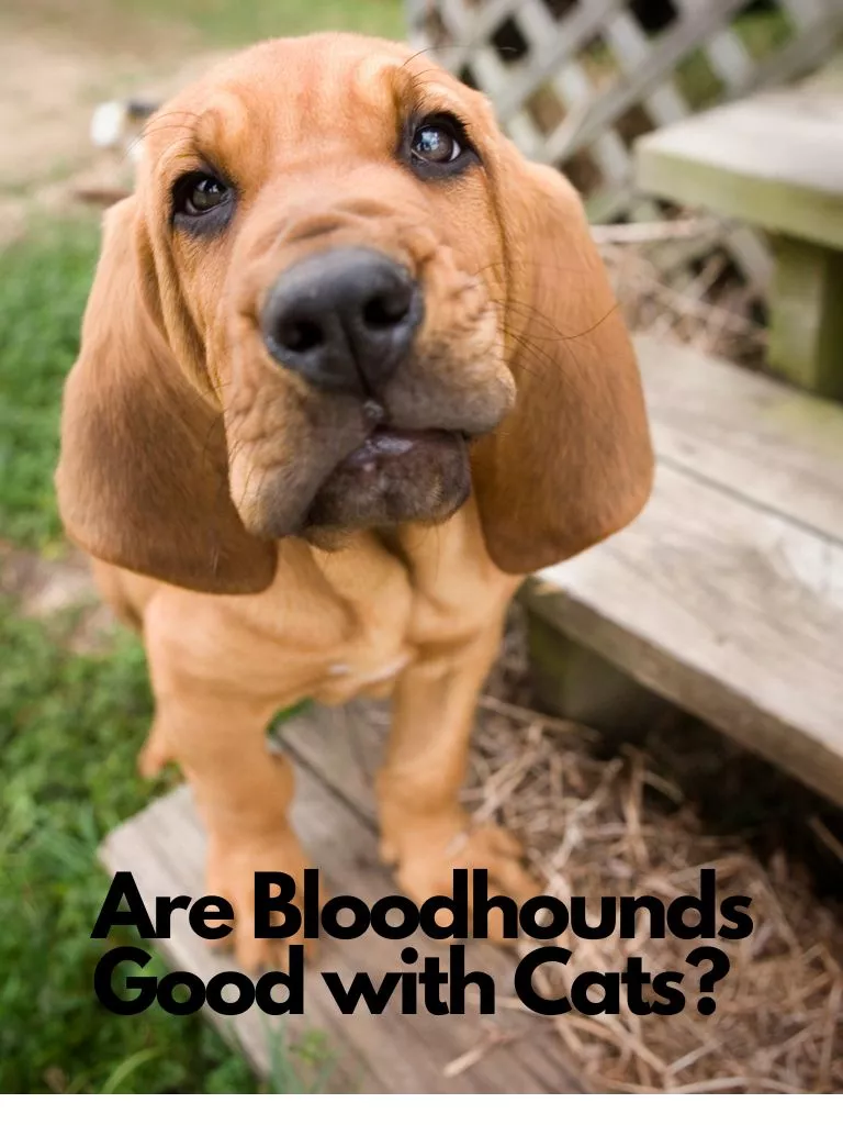 Are Bloodhounds Good with Cats