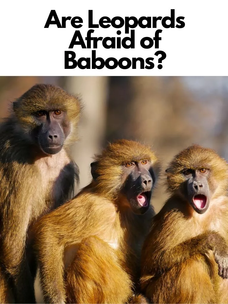 Are Leopards Afraid of Baboons