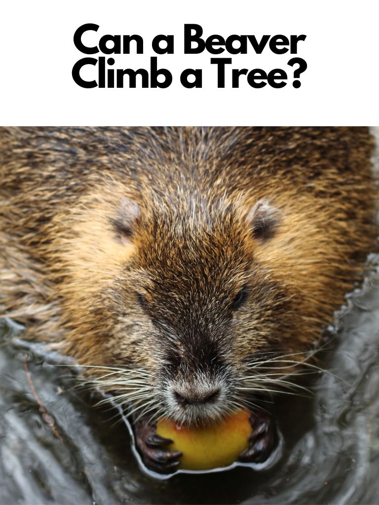Can a Beaver Climb a Tree