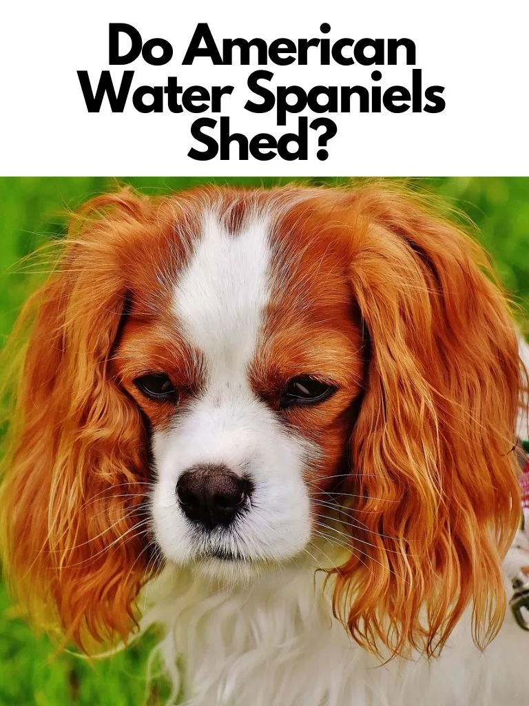 Do American Water Spaniels Shed