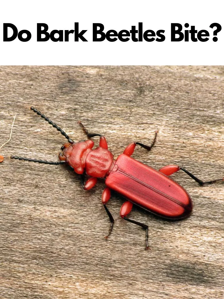 Do Bark Beetles Bite