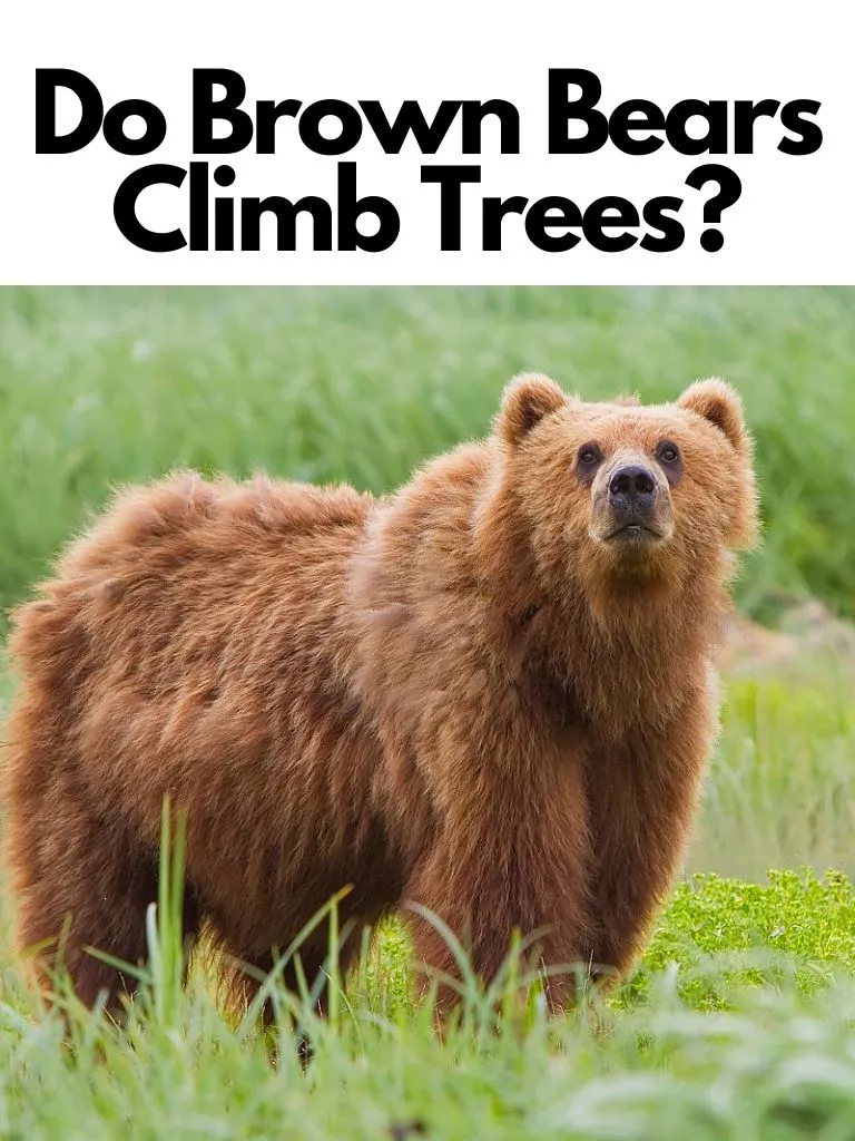 Do Brown Bears Climb Trees