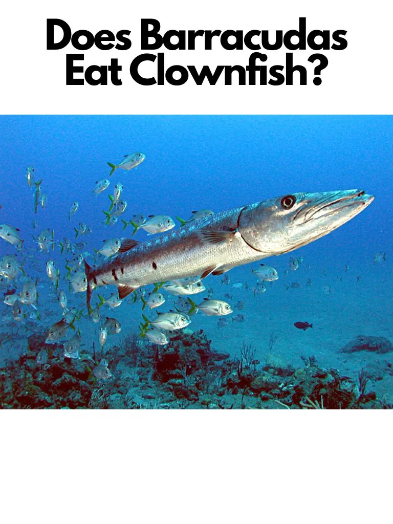 Does Barracudas Eat Clownfish