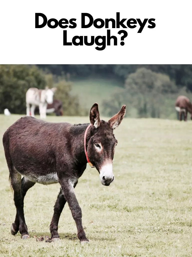 Does Donkeys Laugh