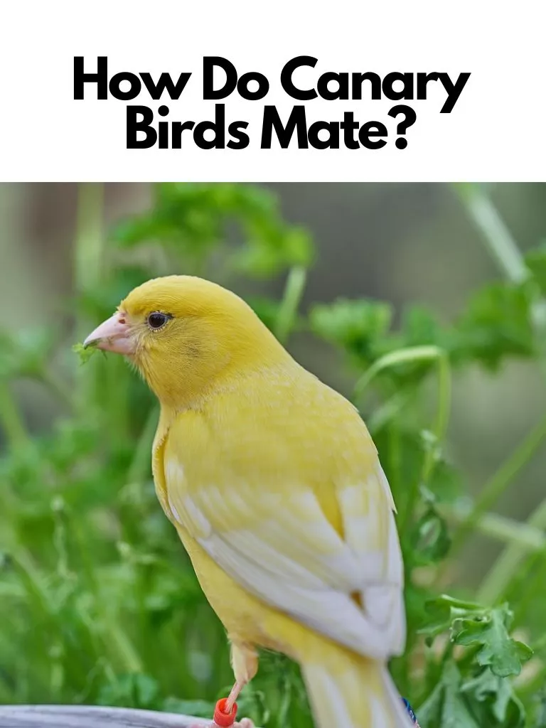 How Do Canary Birds Mate