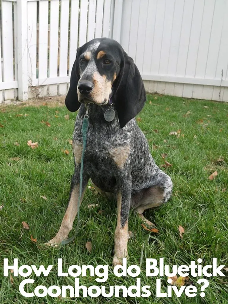 How Long do Bluetick Coonhounds Live