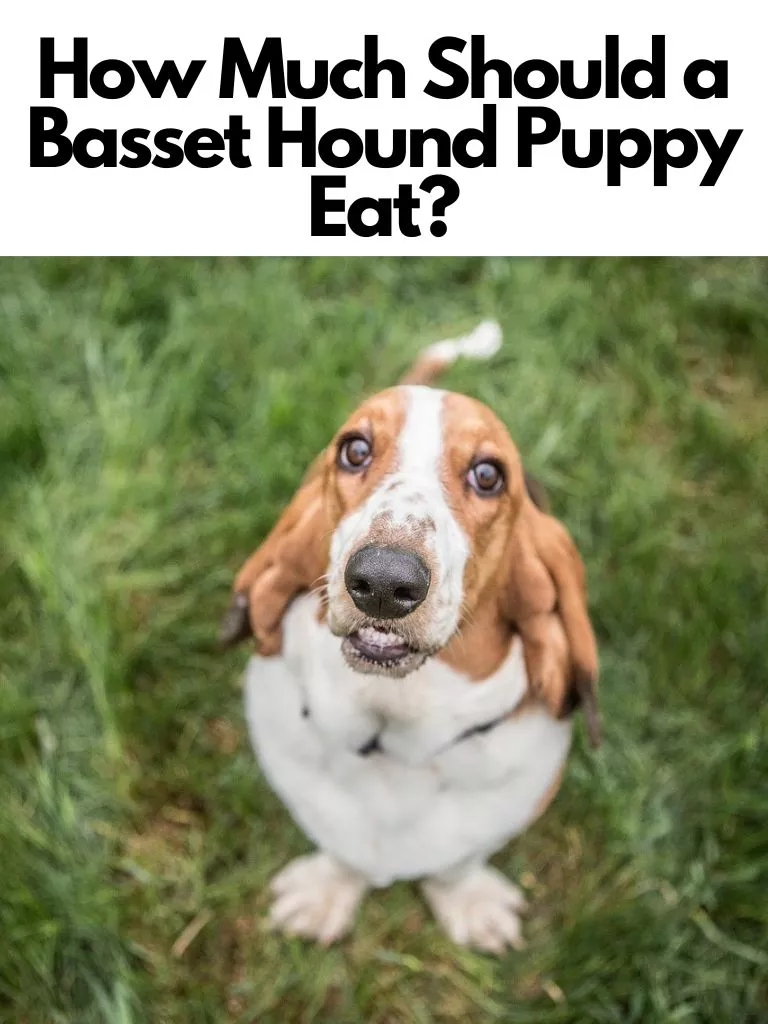How Much Should a Basset Hound Puppy Eat