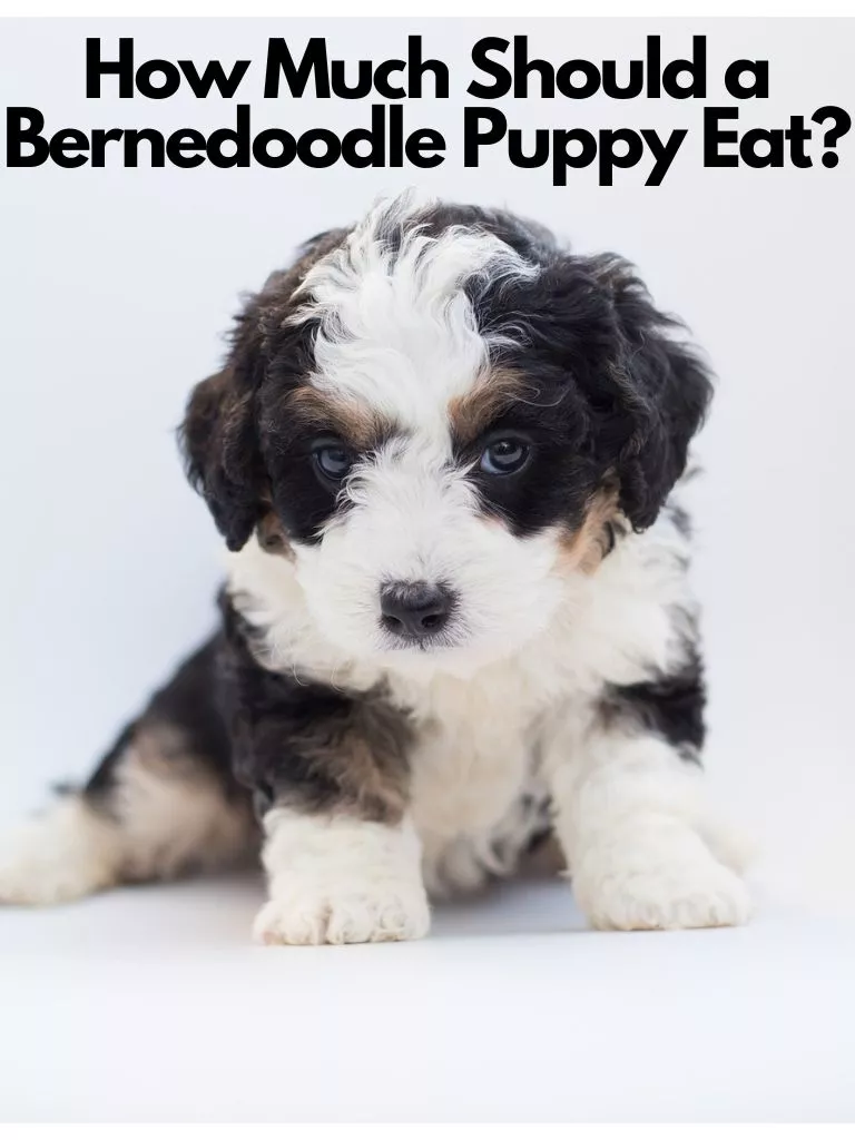 How Much Should a Bernedoodle Puppy Eat