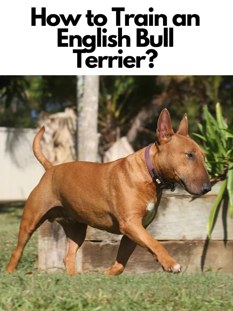 How to Train an English Bull Terrier
