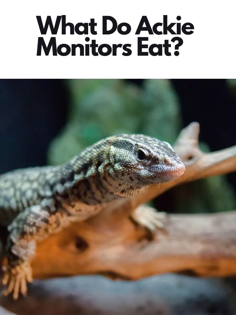 What Do Ackie Monitors Eat