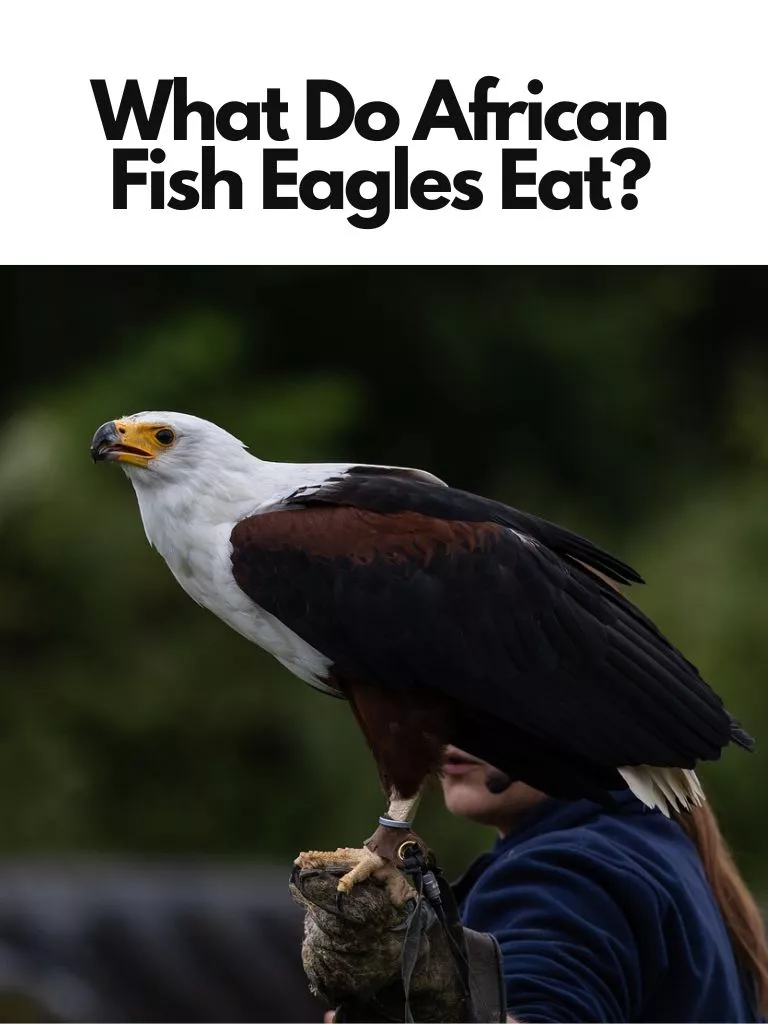 What Do African Fish Eagles Eat