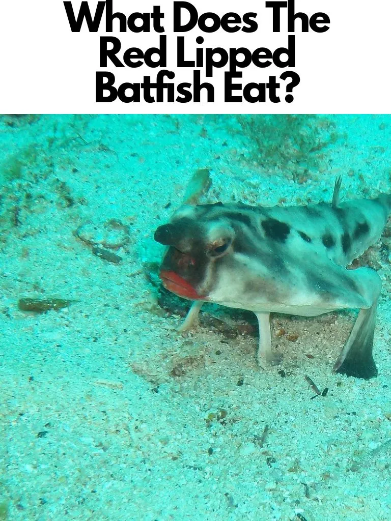 What Does The Red Lipped Batfish Eat