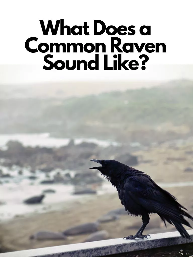 What Does a Common Raven Sound Like