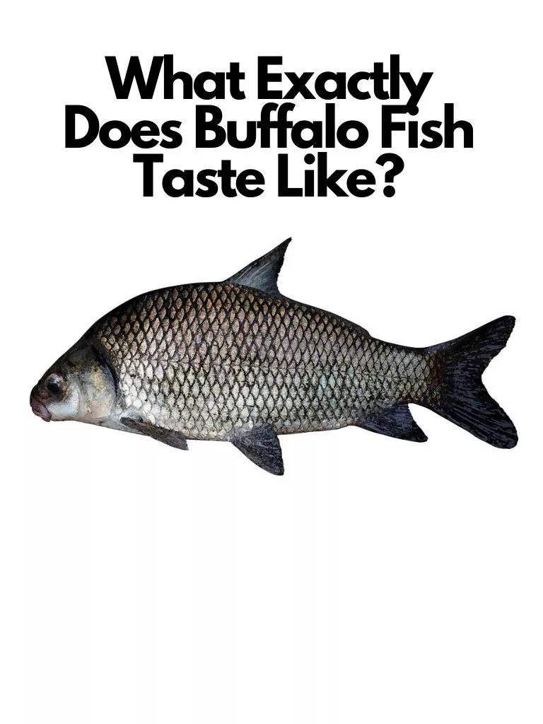 What Exactly Does Buffalo Fish Taste Like