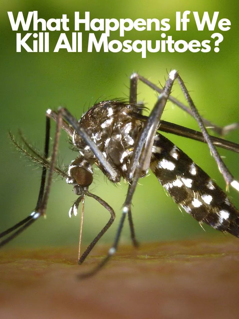 What Happens If We Kill All Mosquitoes