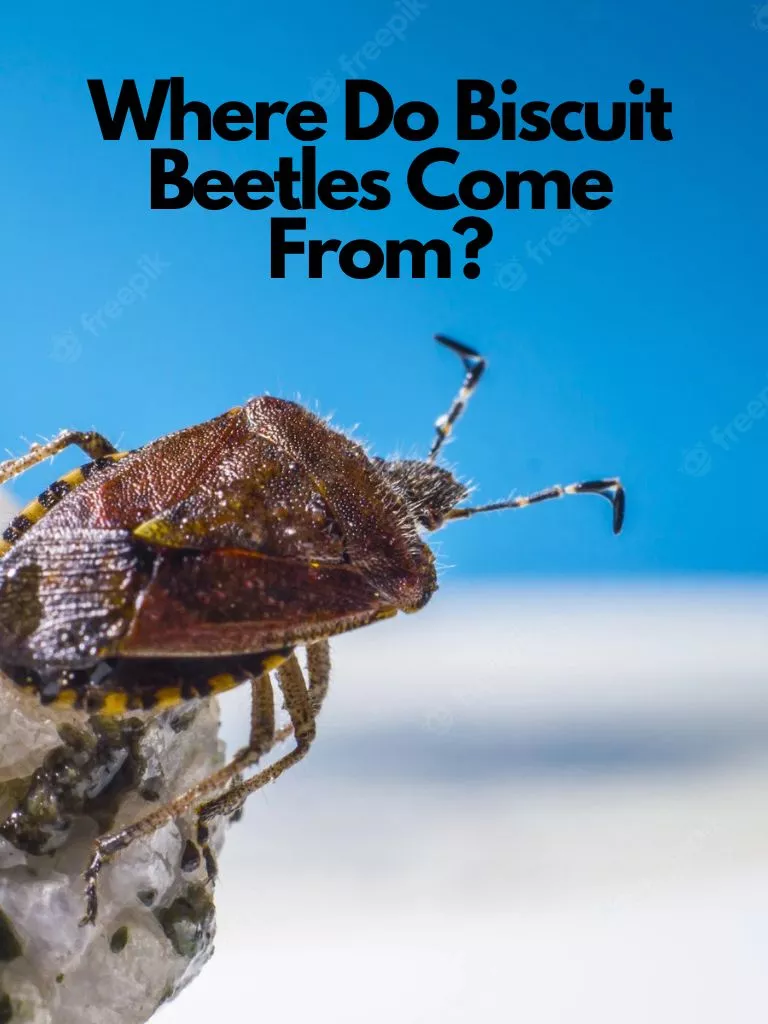 Where Do Biscuit Beetles Come From